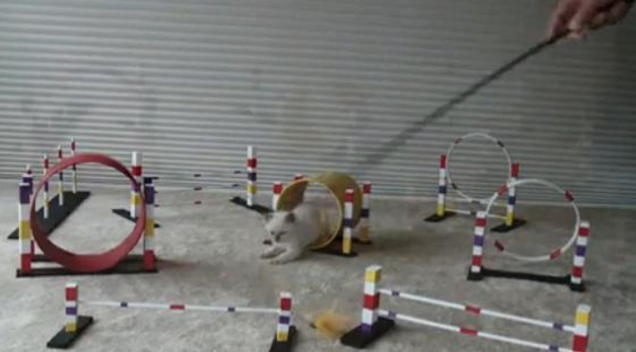 Ce chaton s'entraîne pour un concours d'obstacles
