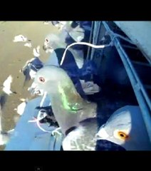 Une course géante de pigeons voyageurs