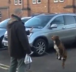 Découvrez ce chien qui tient en équilibre sur une chaîne!