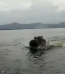 Un bateau poursuivi par des hippopotames !