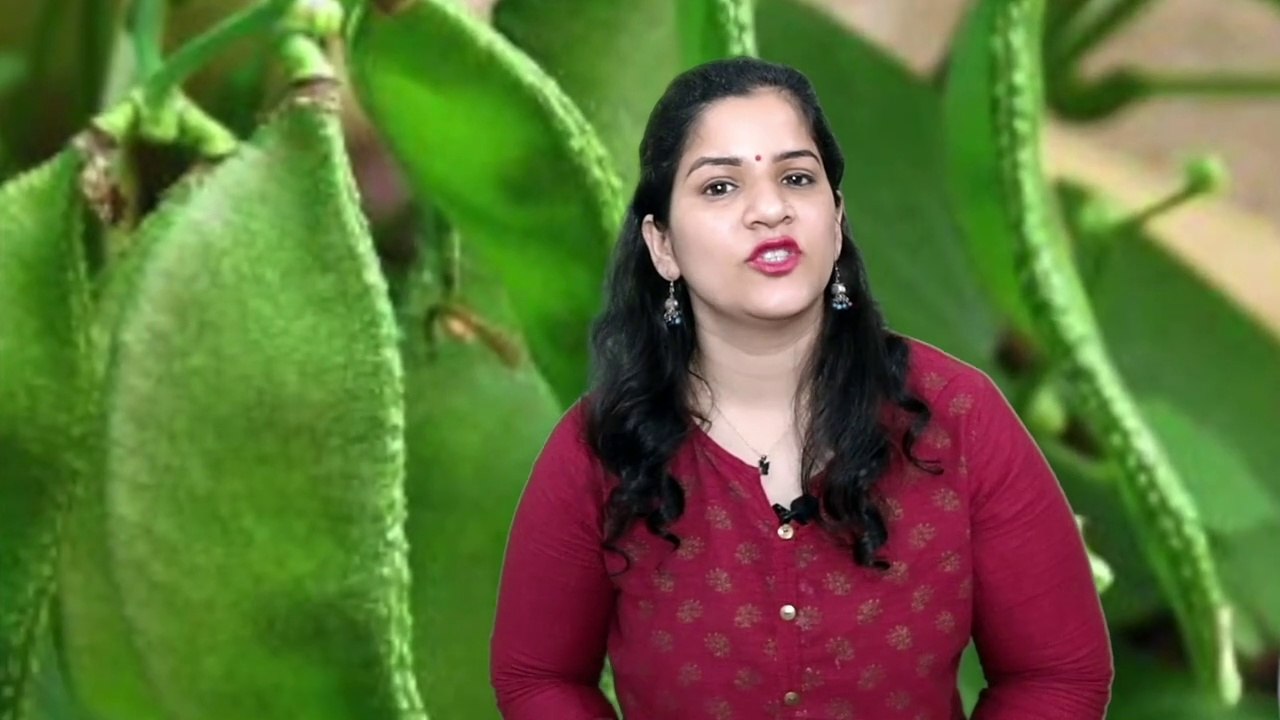 Benefits of Eating Braod Beans During Pregnancy (in Hindi) प्रेगनेंसी