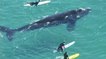 Des surfeurs s'éclatent en compagnie d'une énorme baleine