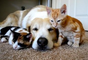 Ce chien et ces chatons s'entendent à merveille