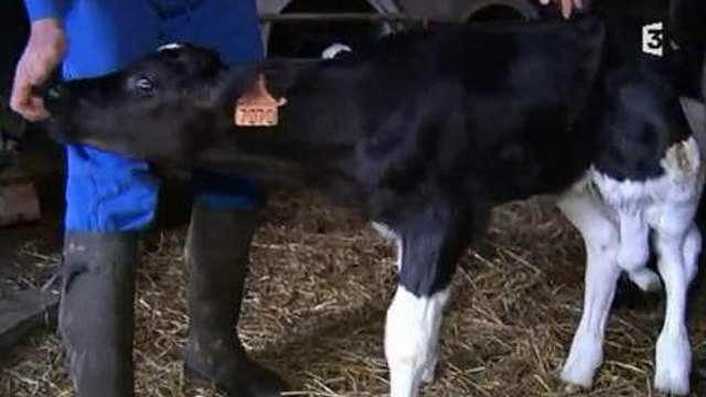 Un veau à cinq pattes a vu le jour en France