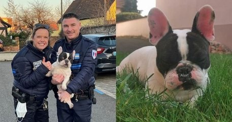 Il retrouve son chien kidnappé grâce à la mobilisation de ses voisins et des réseaux sociaux