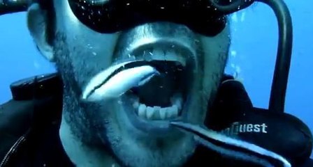 Remplacez votre brosse à dents par des poissons!
