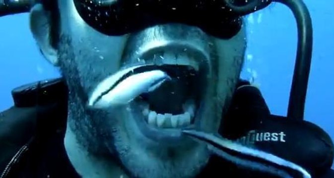 Remplacez votre brosse à dents par des poissons!