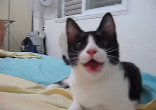 Ce chat a des comportements de véritable chien!