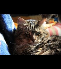 Ce chat veut devenir sénateur aux Etats-Unis