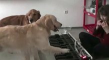 Ces chiens apprennent à jouer du piano