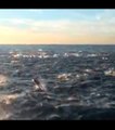 Un immense banc de dauphins filmé au large de la Californie !