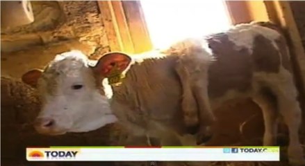 Un veau à six pattes en Suisse !