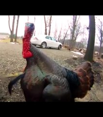 Découvrez comment une retraitée se fait terroriser par un dindon !