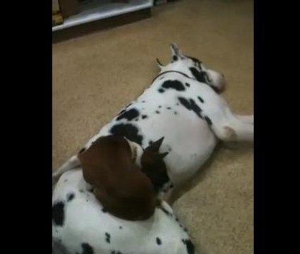 Ce chien a fait d'un dogue allemand son lit douillet