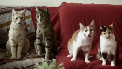 Le groupe Orbital annonce la revanche des chats dans ce clip