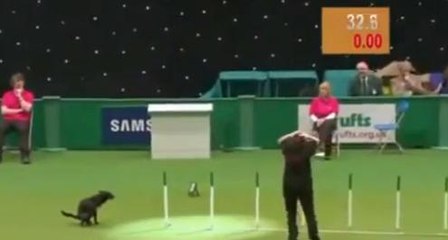 En plein concours, ce chien défèque sur la piste