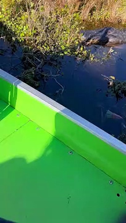 Grim Reaper the Gator Doesn't like People in His Territory
