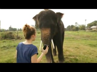 Cet éléphant joue avec un Samsung Galaxy Note