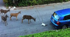 Au détour d'une ruelle, ce chat se retrouve face à des cerfs