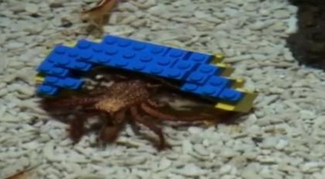 Ce bernard-l'hermite transporte une coquille en Lego
