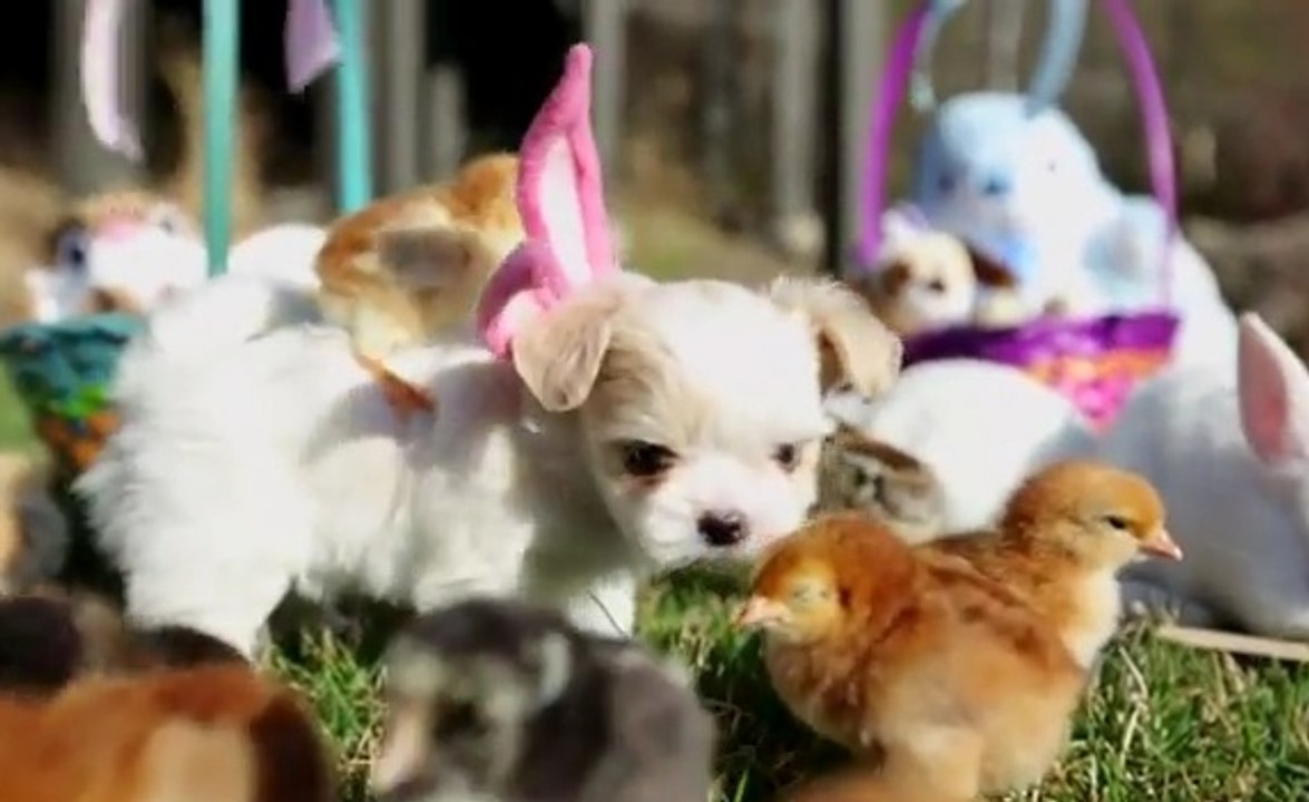 Pour Pâques, chiens, poussins et lapins cohabitent!