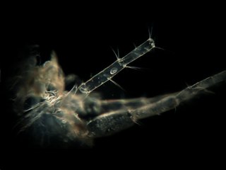 La vie à l'intérieur d'une goutte d'eau !