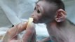 Ce bébé singe mange son premier morceau de banane