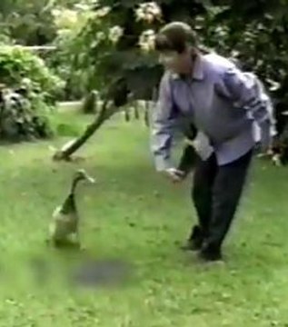 On joue avec ce canard comme avec un chien