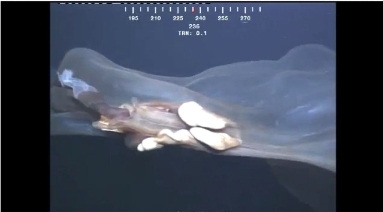 États-Unis : Ce monstre des mers filmé par une caméra sous-marine est impressionnant !