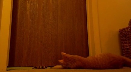 Ce chat sert de réveil à son maître