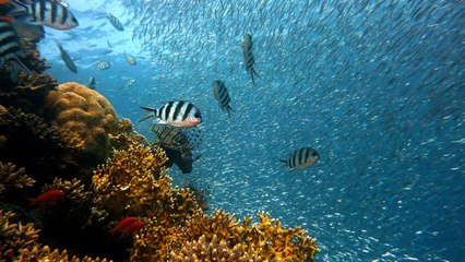 Gobierno de Costa Rica emitió un decreto para ampliar el área protegida de sus zonas marinas