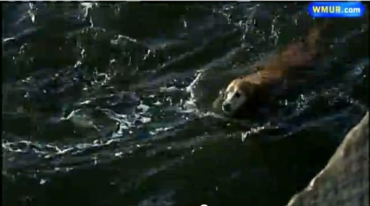 Des pompiers sauvent in-extremis un chien de la noyade