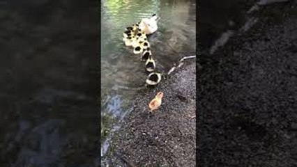 Chick Goes Swimming With Duck Family