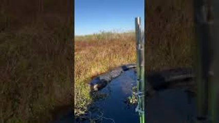 Grim Reaper the Gator Doesn't like People in His Territory