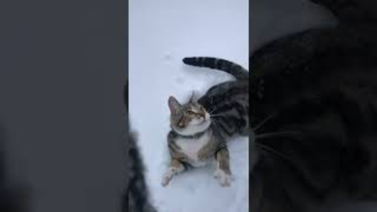 Playful Cat Makes Measuring Impossible