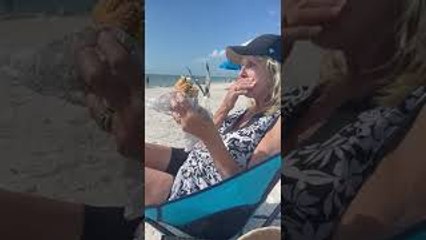 Seagull Swoops By for a Bite