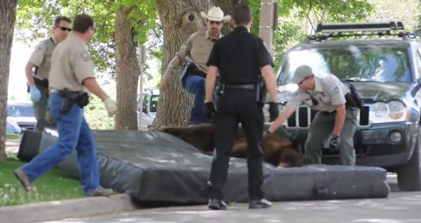 Un ours tombe d'un arbre après avoir été endormi