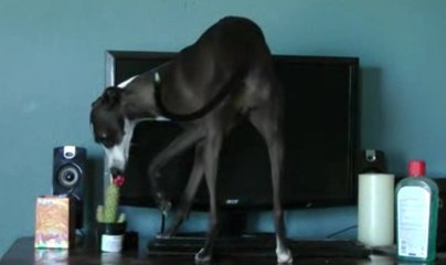 Cette chienne est complètement kleptomane