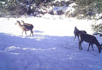 YABAN HAYVANLARINA YEM BIRAKILDI, YEDİKLERİ ANLAR GÖRÜNTÜLENDİ