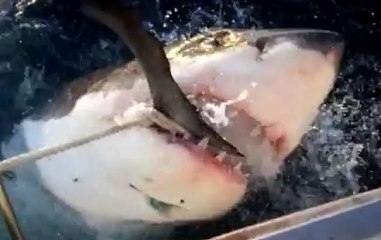 Un requin a été filmé près des côtes australiennes