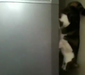 Ce chat est aussi agile que Spiderman