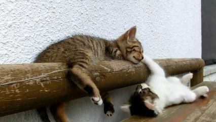 Ce chaton prend un malin plaisir à embêter son compagnon qui dort