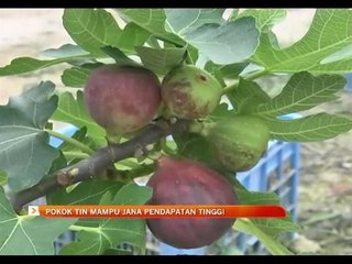 Pokok tin mampu jana pendapatan tinggi