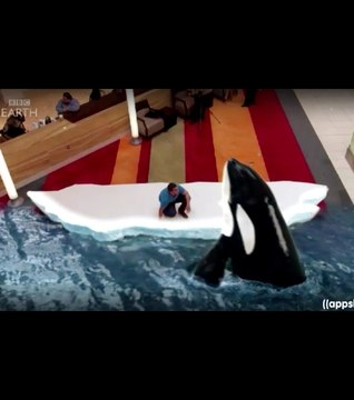 Des orques et des pingouins font la promotion d'un DVD