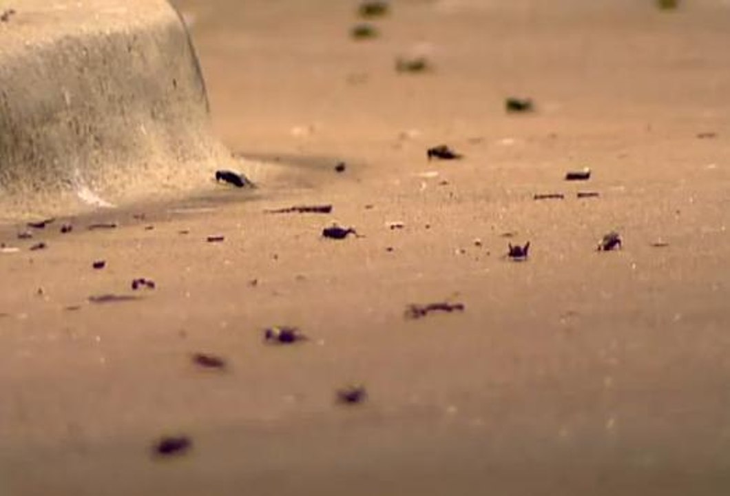 Etats-Unis : le Texas envahi par des criquets