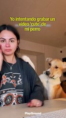 Perro arruina tesis universitaria