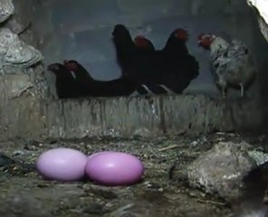 Cette poule pond des oeufs roses !