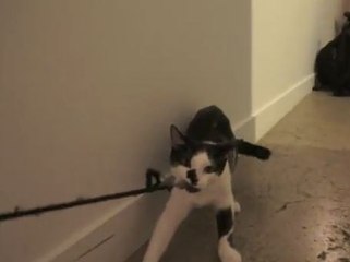 Voici comment les chats font pour dominer le monde