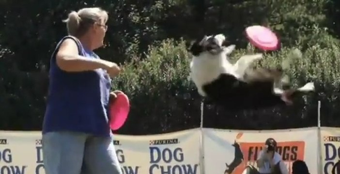 Découvrez le championnat d'Europe de frisbee pour chiens!