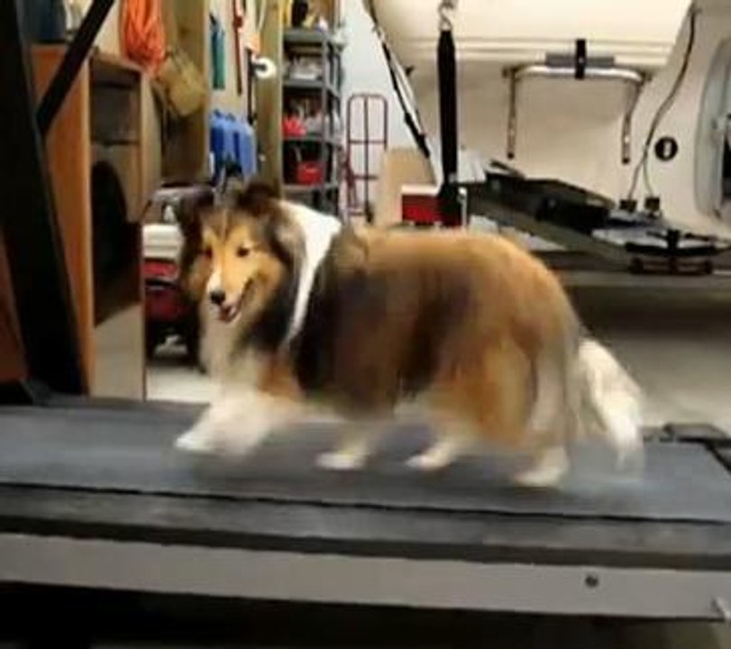 Ce chien s'entraîne pour le prochain marathon